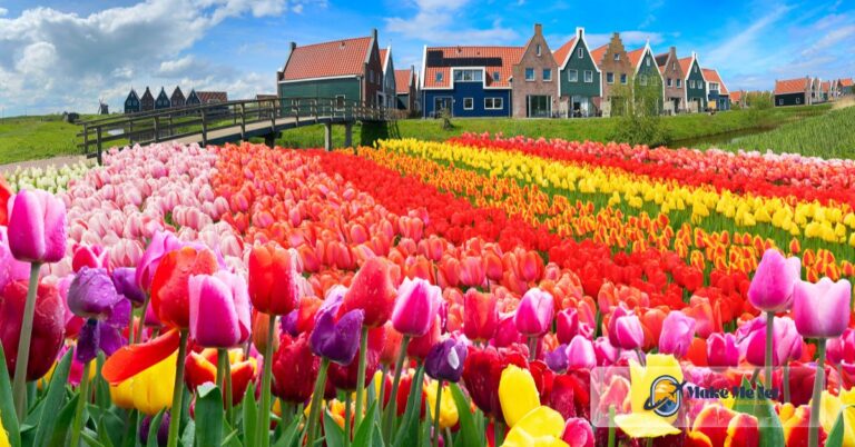 tulip fields Netherlands countryside